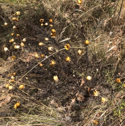 Xerochrysum viscosum (Sticky Everlasting) at Bruce, ACT - 3 Feb 2023 by jgiacon