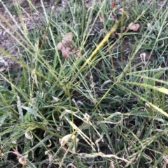 Digitaria sanguinalis (Summer Grass) at Belconnen, ACT - 4 Feb 2023 by JohnGiacon