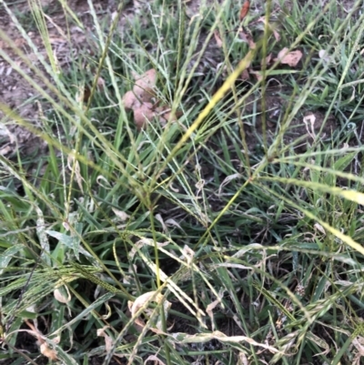 Digitaria sanguinalis (Summer Grass) at Belconnen, ACT - 3 Feb 2023 by jgiacon