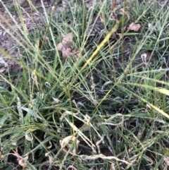 Digitaria sanguinalis (Summer Grass) at Belconnen, ACT - 3 Feb 2023 by jgiacon