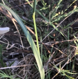 Bromus diandrus at Belconnen, ACT - 4 Feb 2023 08:08 AM