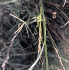 Bromus diandrus at Belconnen, ACT - 4 Feb 2023 08:08 AM