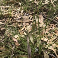 Lomandra (genus) (A Matrush) at Bruce, ACT - 3 Feb 2023 by JohnGiacon