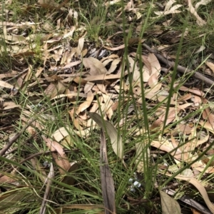 Lomandra sp. at Bruce, ACT - 3 Feb 2023