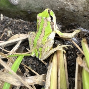 Litoria verreauxii verreauxii at Gungahlin, ACT - 4 Feb 2023 11:25 AM