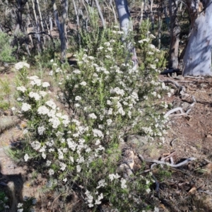 Ozothamnus conditus at Wambrook, NSW - 4 Feb 2023 09:48 AM