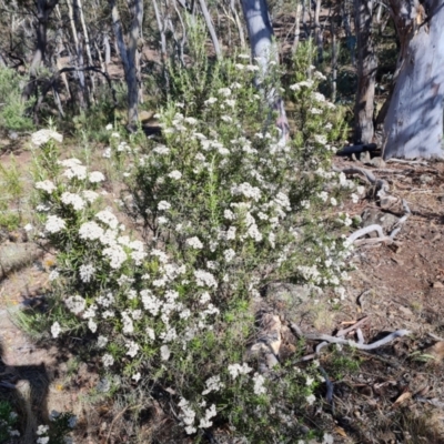 Ozothamnus conditus (Pepper Everlasting) at Wambrook, NSW - 4 Feb 2023 by Mike