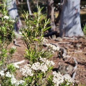 Ozothamnus conditus at Wambrook, NSW - 4 Feb 2023 09:48 AM