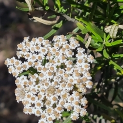 Ozothamnus conditus at Wambrook, NSW - 4 Feb 2023 09:48 AM