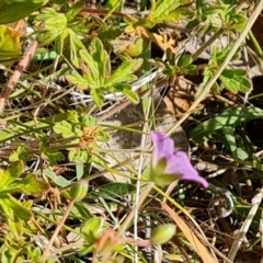 Geranium sp. (Geranium) at Wambrook, NSW - 4 Feb 2023 by Mike