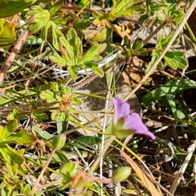 Geranium (genus) (Geranium) at Wambrook, NSW - 4 Feb 2023 by Mike