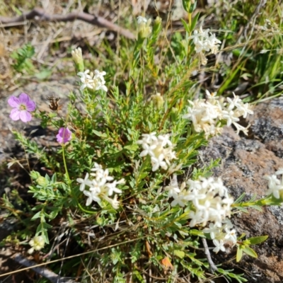 Pimelea linifolia subsp. caesia (Slender Rice Flower) at Wambrook, NSW - 4 Feb 2023 by Mike