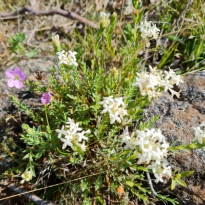 Pimelea linifolia subsp. caesia (Slender Rice Flower) at Wambrook, NSW - 3 Feb 2023 by Mike