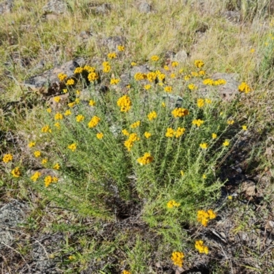 Chrysocephalum semipapposum (Clustered Everlasting) at Wambrook, NSW - 3 Feb 2023 by Mike