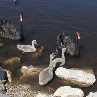 Cygnus atratus (Black Swan) at QPRC LGA - 31 Jan 2023 by GlossyGal