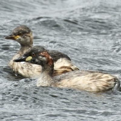 Tachybaptus novaehollandiae (Australasian Grebe) at Nimmitabel, NSW - 1 Feb 2023 by GlossyGal