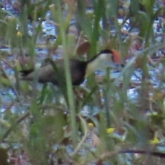Irediparra gallinacea (Comb-crested Jacana) at Wollogorang, NSW - 4 Feb 2023 by TomW
