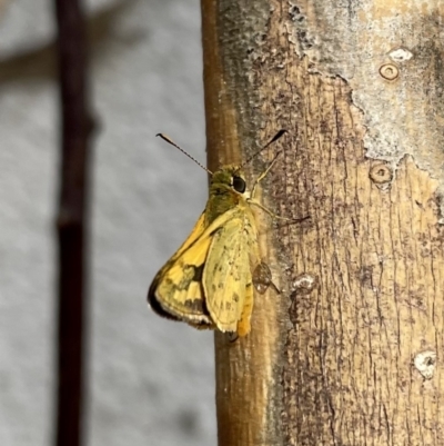 Ocybadistes walkeri (Green Grass-dart) at Lyneham, ACT - 2 Feb 2023 by HelenWay