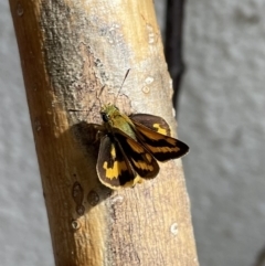 Ocybadistes walkeri at Lyneham, ACT - suppressed