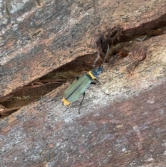 Chauliognathus lugubris (Plague Soldier Beetle) at Sullivans Creek, Lyneham South - 4 Feb 2023 by HelenWay