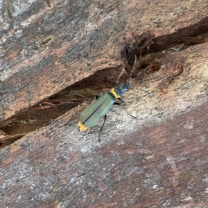 Chauliognathus lugubris at Lyneham, ACT - 4 Feb 2023