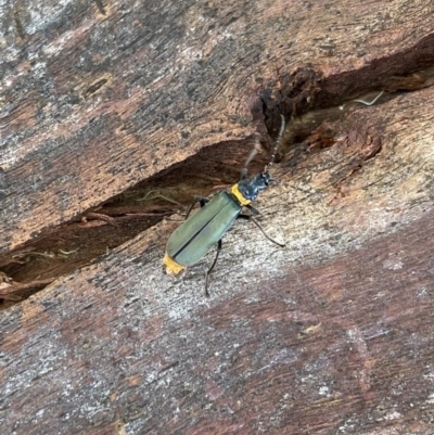 Chauliognathus lugubris (Plague Soldier Beetle) at Sullivans Creek, Lyneham South - 4 Feb 2023 by HelenWay