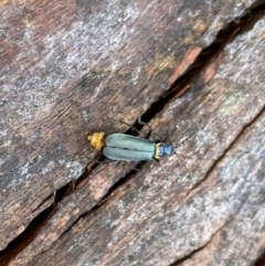 Chauliognathus lugubris at Lyneham, ACT - 4 Feb 2023 12:10 PM