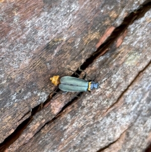 Chauliognathus lugubris at Lyneham, ACT - 4 Feb 2023