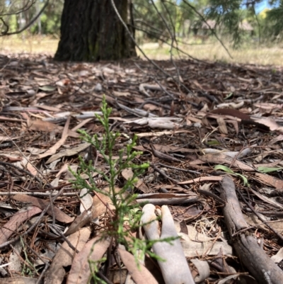 Callitris endlicheri (Black Cypress Pine) at Higgins Woodland - 4 Feb 2023 by Jillw