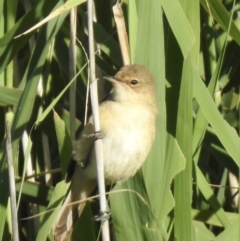 Acrocephalus australis (Australian Reed-Warbler) at Bombala, NSW - 2 Feb 2023 by GlossyGal