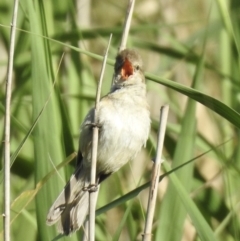 Acrocephalus australis at Bombala, NSW - 2 Feb 2023