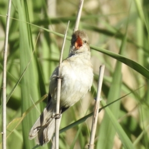 Acrocephalus australis at Bombala, NSW - 2 Feb 2023