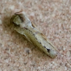 Elhamma australasiae (A Swift or Ghost moth (Hepialidae)) at Broulee Moruya Nature Observation Area - 3 Feb 2023 by LisaH