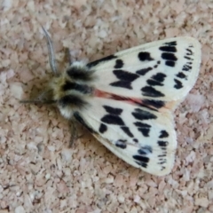 Spilosoma curvata (Crimson Tiger Moth) at Moruya, NSW - 3 Feb 2023 by LisaH