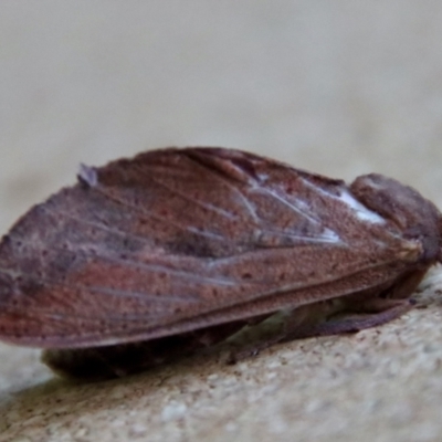 Elhamma australasiae (A Swift or Ghost moth (Hepialidae)) at Moruya, NSW - 3 Feb 2023 by LisaH