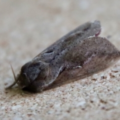 Elhamma australasiae (A Swift or Ghost moth (Hepialidae)) at Broulee Moruya Nature Observation Area - 3 Feb 2023 by LisaH