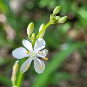 Chlorophytum comosum at Mollymook, NSW - 4 Feb 2023