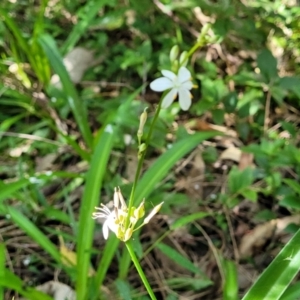 Chlorophytum comosum at Mollymook, NSW - 4 Feb 2023