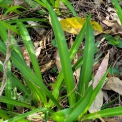Chlorophytum comosum at Mollymook, NSW - 4 Feb 2023