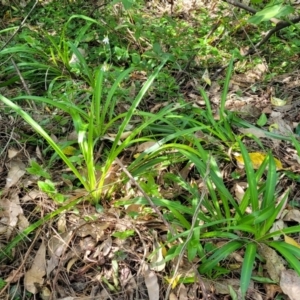 Chlorophytum comosum at Mollymook, NSW - 4 Feb 2023