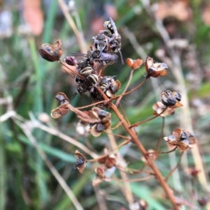 Lipotriches (Austronomia) phanerura at Hackett, ACT - 3 Feb 2023