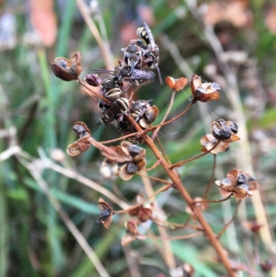 Lipotriches (Austronomia) phanerura (Halictid Bee) at Hackett, ACT - 3 Feb 2023 by JochenZeil