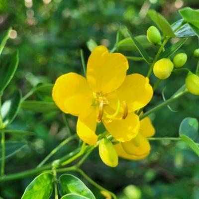 Senna pendula var. glabrata (Easter Cassia) at Mollymook, NSW - 4 Feb 2023 by trevorpreston