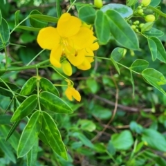 Senna pendula var. glabrata at Mollymook, NSW - 4 Feb 2023