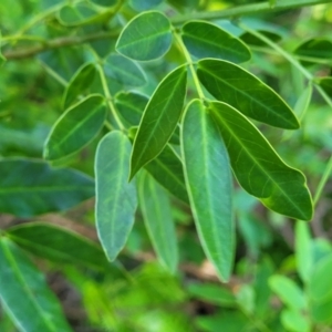 Senna pendula var. glabrata at Mollymook, NSW - 4 Feb 2023