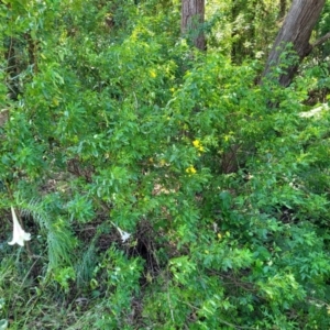 Senna pendula var. glabrata at Mollymook, NSW - 4 Feb 2023