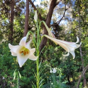 Lilium formosanum at Mollymook, NSW - 4 Feb 2023