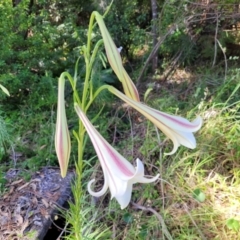 Lilium formosanum at Mollymook, NSW - 4 Feb 2023 03:53 PM