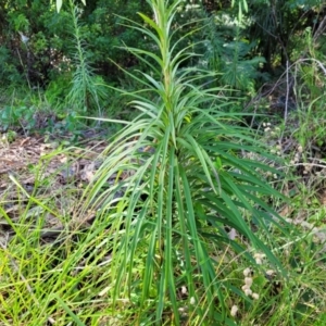 Lilium formosanum at Mollymook, NSW - 4 Feb 2023