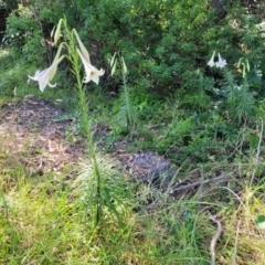 Lilium formosanum at Mollymook, NSW - 4 Feb 2023